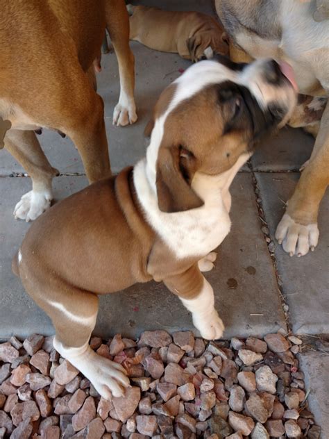 Looking for an english bulldog puppy for sale? Olde English Bulldogge Puppies For Sale | Buckeye, AZ #193834