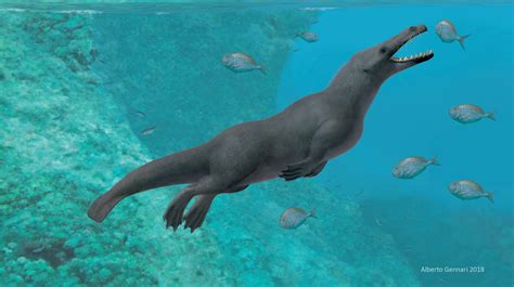 Ancient Four Legged Whale Discovered In Peru