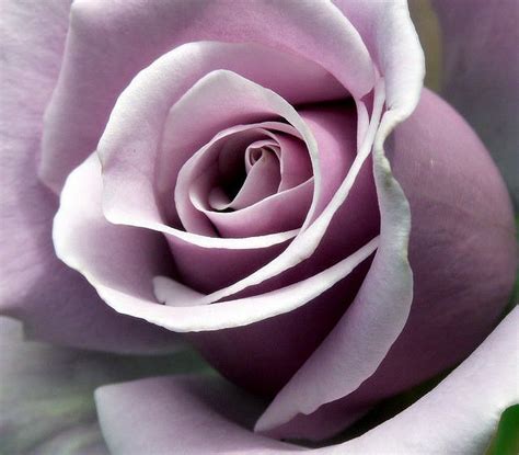It is an alloy composed of 92.5% silver and 7.5% other metals. Sterling Silver Rose. My favorite rose. | Gardening ...