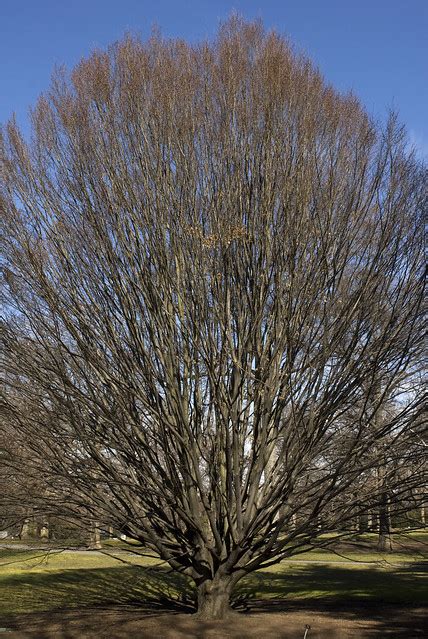 Established hornbeam trees only require tidying up, by removing any crossing or damaged branches. upright European hornbeam - a photo on Flickriver
