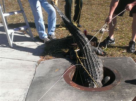 gators in the sewer not just a myth 8 footer removed from florida storm drain outdoorhub