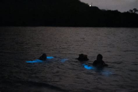 Exploring Puerto Ricos Bioluminescent Bays