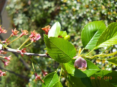 The fruit tree availability at johnson's nursery includes an assortment of traditional favorite apple trees, cherry, peach, pear and plums for wisconsin. Landscape Services | University of Mississippi