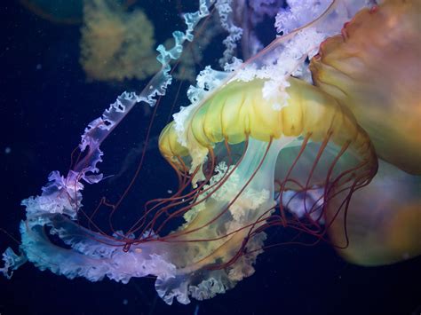 The Colorful Jellyfish Photograph By Solaria