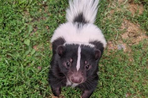 How To Stop Skunks From Digging Up Lawn Easy Control And Prevention