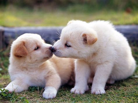 Most 10 Cute Baby Dog Pictures The Best