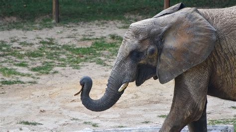 African Elephant Conservation at The Maryland Zoo