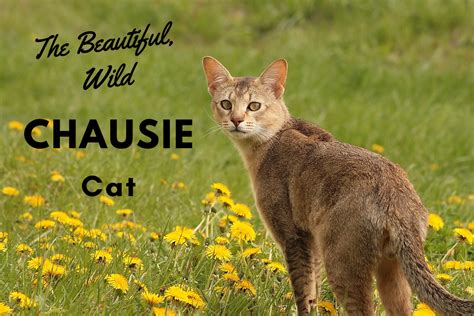 The Chausie Cat Breed An Exotic And Wild Domestic Hybrid PetHelpful