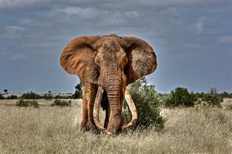 Big Bull Elephant In Kenya Majestic Animals Elephants Photos
