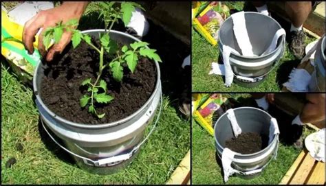 5 Gallon Self Watering Tomato Container Diy Projects For Everyone