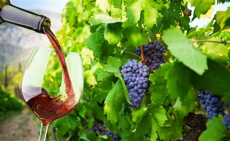 # перевод песни l'italiano (toto cutugno). Vino italiano: decreti Testo Unico e proroga registro ...