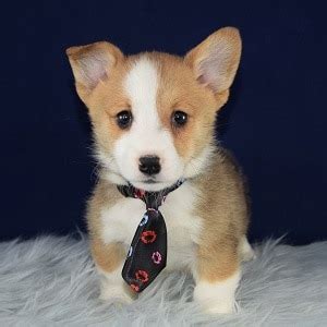 But in 1933 king george vi (then duke of windsor) gave the princess elizabeth a pembroke welsh corgi puppy, triggering an explosion in the breed's popularity, which continues to this day. Male Corgi Puppy for Sale, Camaro | Puppies for Sale in PA ...