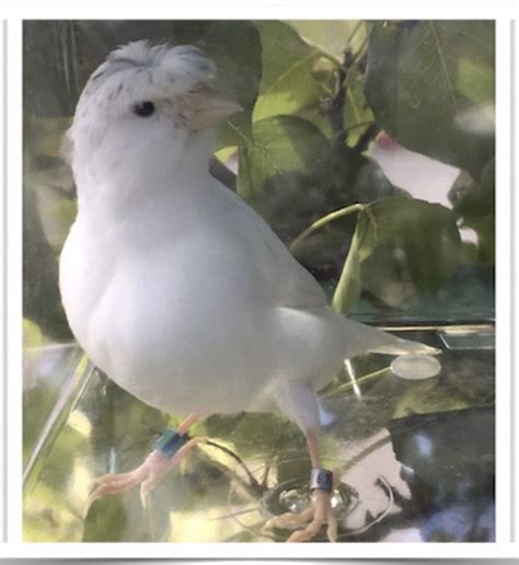 White Crested Canary In 2021 Canary Birds Canary Birds For Sale