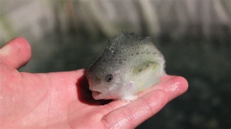 Meet The Lumpsucker The Adorable Fish Revolutionizing Salmon Farming