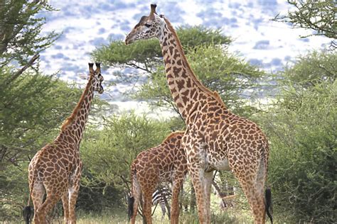 Giraffes Why The Long Neck Scientists Crack Evolutionary Code