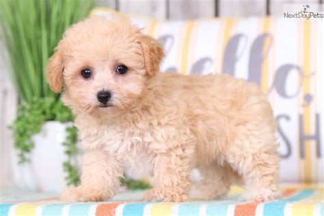 Maybe you would like to learn more about one of these? Malti Poo - Maltipoo puppy for sale near Columbus, Ohio ...