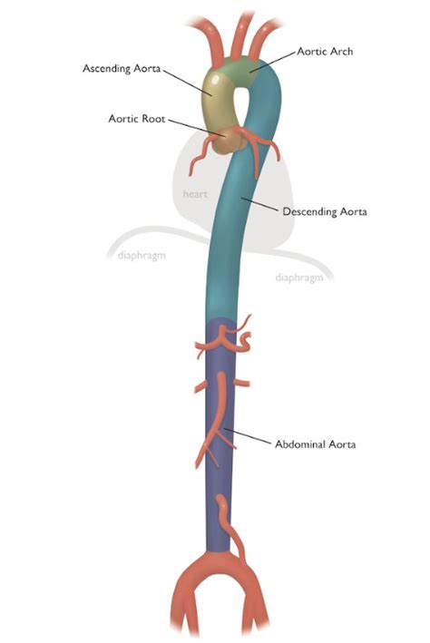 Anatomie aorty UF Health Aortic Disease Center Nemoci a léčba Sport