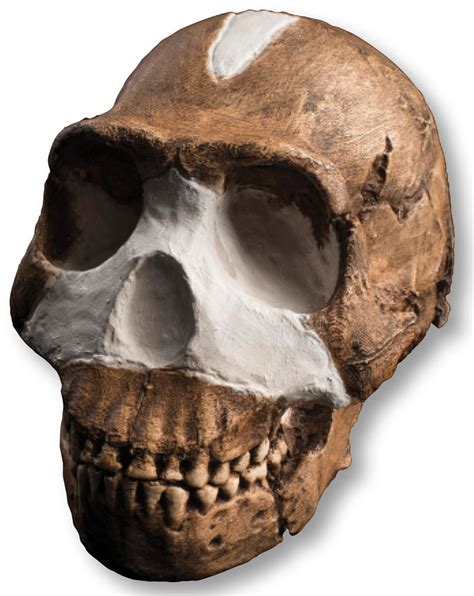 Homo naledi, extinct species of hominin, known from 1,500 fossil specimens from a cave complex in south africa. A New Human Relative - Archaeology Magazine