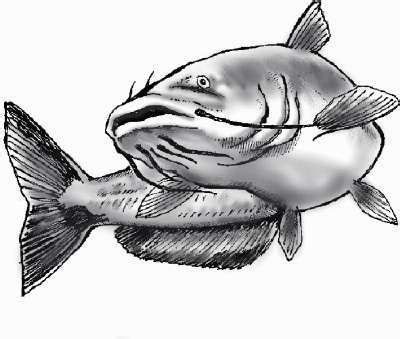 Catfish often make up stories to fit into your life. Catfish drawing | Fish drawings, Catfish tattoo, Fish art
