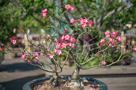 Small Tree With Pink Flowers Pink Flowers Background Beautiful Nature