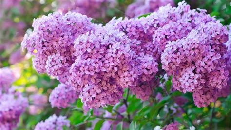 Lilac Purple Flowers Spring Bloom Of Trees Wallpaper Hd