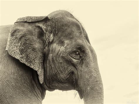 Sri Lankan Elephants 2 Andrew Lever Gallery Elephant Wall Art