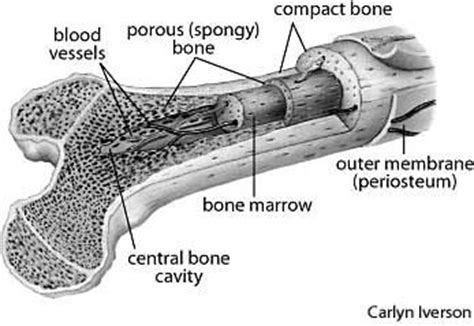 Grossly, bone tissue is organized into a variety of shapes and configurations adapted to the function of each bone: Bone cross-section. | Medical Illustration | Pinterest | Different types, Different types of and ...