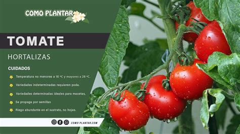 ¿cómo Plantar Tomate Aprende A Cuidar Y Cosechar