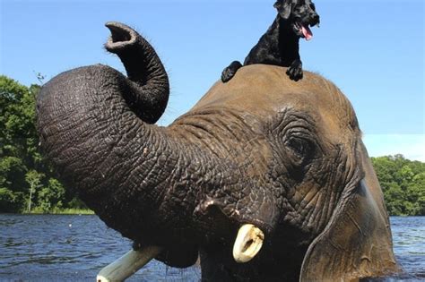 Bubbles The Elephant And Bella The Dog Are Bffs Animal Planet