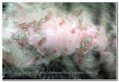 Dermatitis Treatment For Cats Let Us Fight To Dermatitis