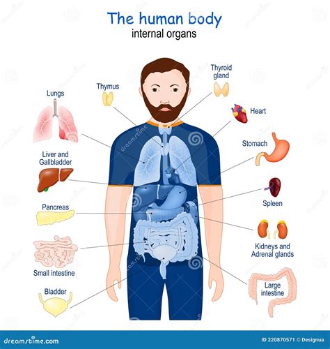 Human Body Internal Organs Anatomy Stock Vector Illustration Of