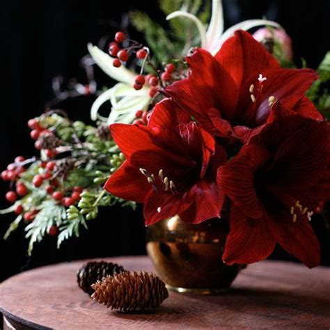 amaryllis arrangement - Google Search | xmas | Pinterest ...