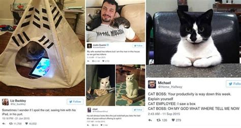 15 Of The Funniest Tweets Posted About Cats Ever