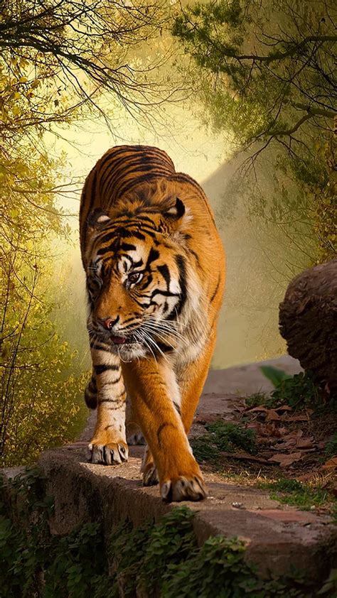 Walking Tiger Animal Big Cat Forest Wild Hd Phone Wallpaper Peakpx