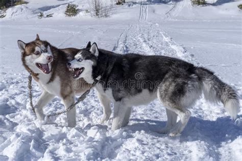 Dogs Friendship Play Siberian Husky Dogs Play On Snow Winter Walk