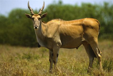 Types Of Antelope Animal Sake