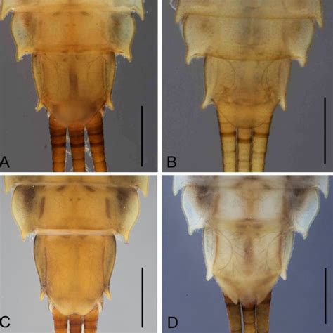 Notacanthella Commodema Structure Of Sternite Ix A B Female Middle