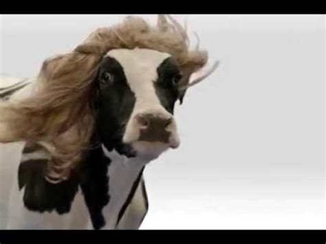 That Sexy Cow Youtube