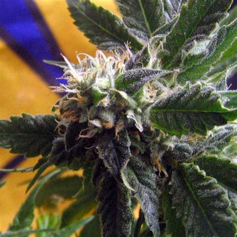 Unfortunately, buying cbd weed is still a tricky business and a lot of people are given false information about smoking cbd weed. CBD God Bud - Marijuana Seeds