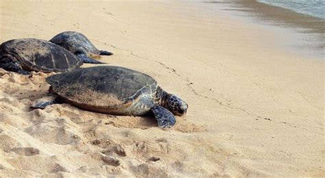 Miles De Tortugas Invaden Playas De La India Para Hacer Sus Nidos Ante