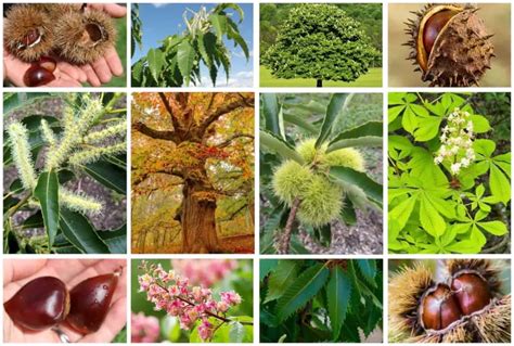 10 Different Types Of Chestnut Trees And Identifying Features