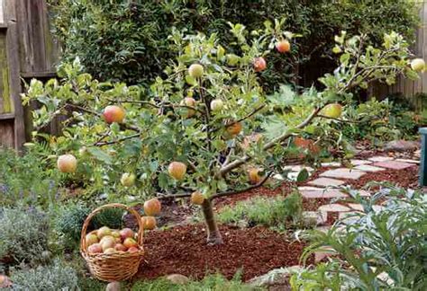 Many kinds of dwarf fruit trees are good candidates for container gardening and can be set out on a balcony or patio. Small Fruit Trees For Small Gardens