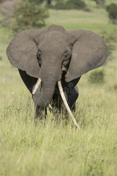 Female African Elephant With Long Tusk Loxodonta Africana Stock Image