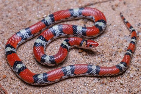 E A R T H Northern Scarlet Snake Cemophora Coccinea Copei