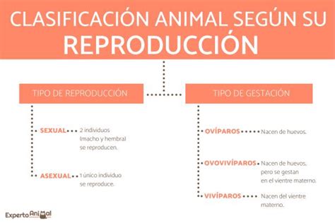 ClasificaciÓn De Los Animales Según Su ReproducciÓn