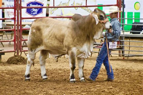 Moreno Ranches Proudly Announces Brahman Heifer Bull Wins On Last Day