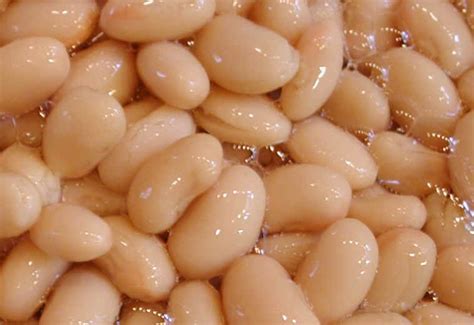 They are also medium in size compared to other white beans, such as lima beans and beans are an excellent source of protein for vegans and vegetarians. Beans, Great Northern, Canned - Ingredients Descriptions and Photos - An All-Creatures.org ...