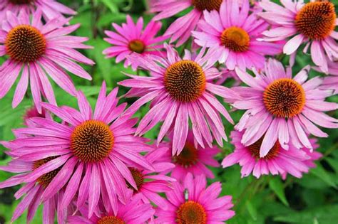 The 19 Best Perennials For Late Summer Color Gardeners Path Best