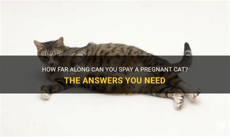 How Far Along Can You Spay A Pregnant Cat The Answers You Need Petshun
