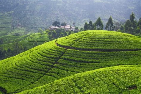 Tea Plantation Full Hd Wallpaper And Background Image 3000x2000 Id
